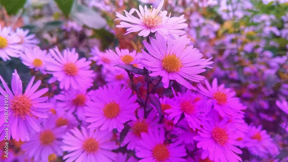 Vibrant bright purple garden flowers Vibrant bright purple garden flowers
