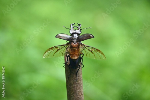 ミヤマクワガタの雄が飛ぶ瞬間