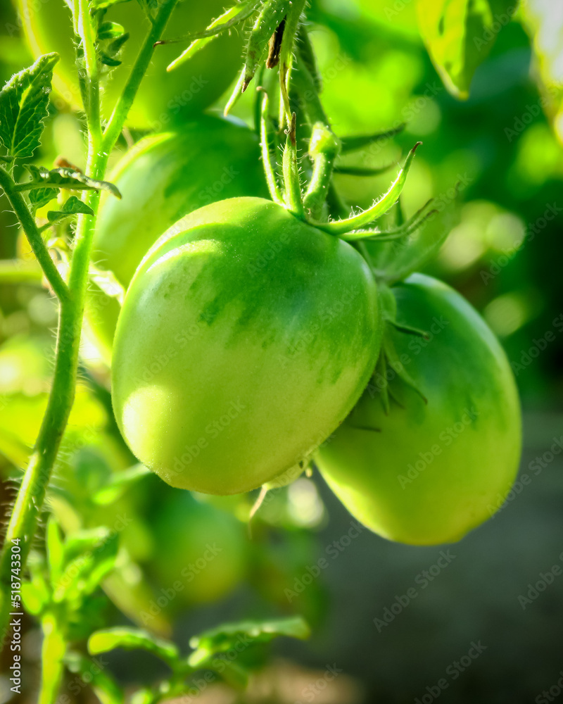 young green tomato grows and ripen on a bed on a vegetable farm. cultivation of tomatoes concept young green tomato grows and ripen on a bed on a vegetable farm. cultivation of tomatoes concept