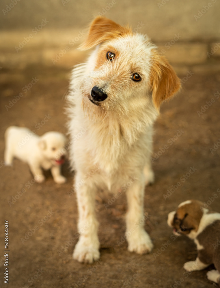 Funny shaggy dog with his puppies. The gaze of a bearded dog. Mother dog protecting her children Funny shaggy dog with his puppies. The gaze of a bearded dog. Mother dog protecting her children