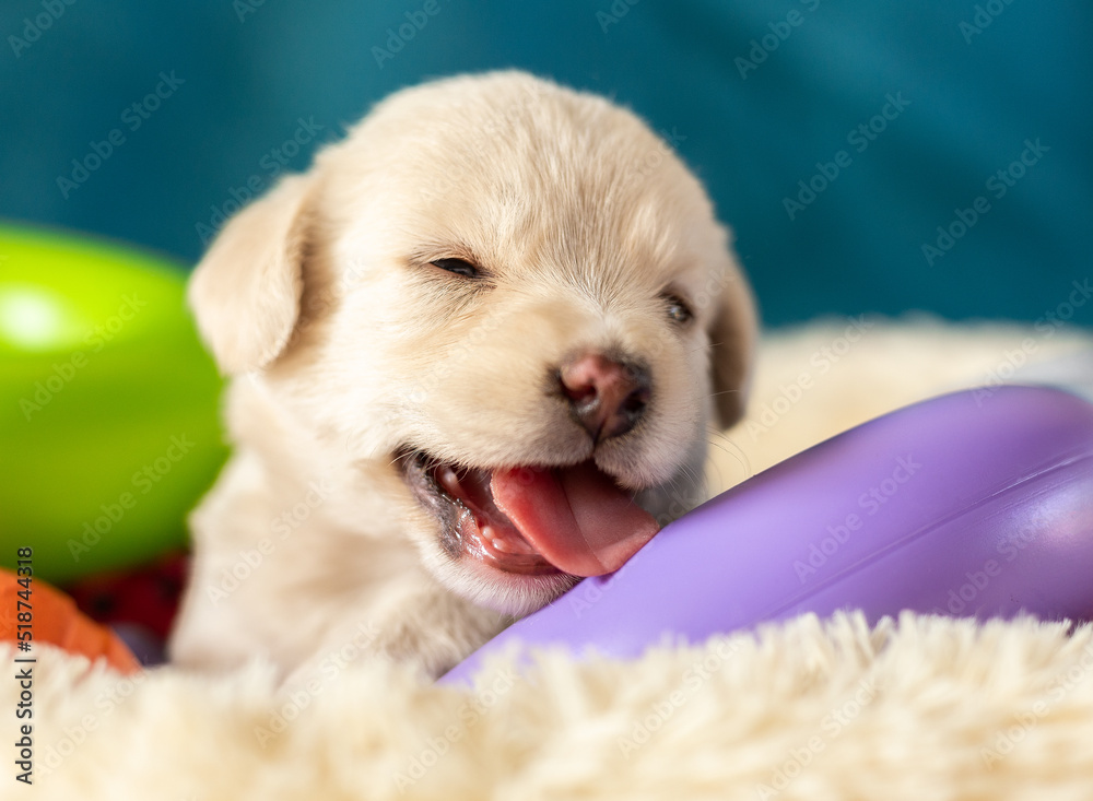 Cute white little puppy in a basket. Monthly funny puppy.
White little dog. Close-up portrait of a white puppy. Cute white little puppy in a basket. Monthly funny puppy.
White little dog. Close-up portrait of a white puppy.
