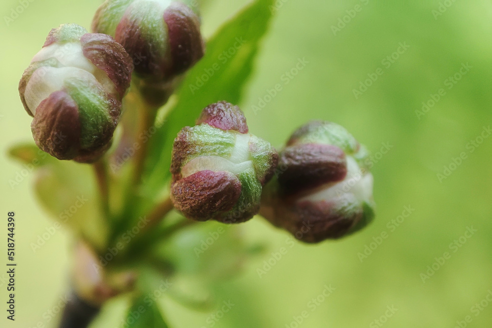Details of bud in cherry tree branch. Macro cherry plant. Spring outdoor Details of bud in cherry tree branch. Macro cherry plant. Spring outdoor
