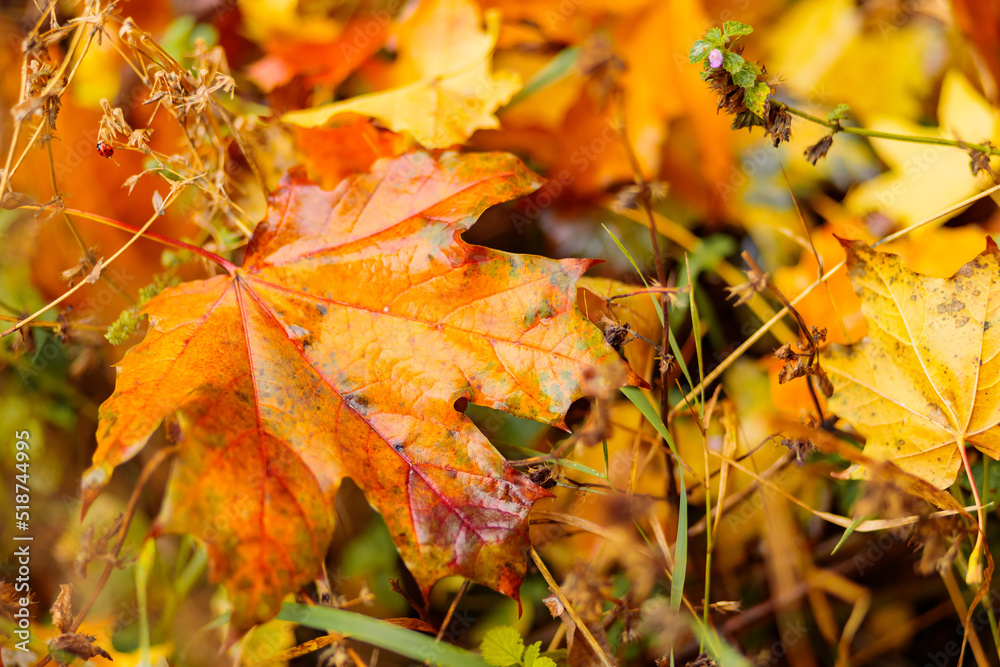 Yellow maple leaves lie on the ground, close-up. Autumn background with fallen maple leaves. Copy space Yellow maple leaves lie on the ground, close-up. Autumn background with fallen maple leaves. Copy space