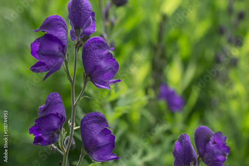 Aconitum Napellus, monk`s-hood, aconite or wolfsbane, plant Aconitum of the family Ranunculaceae.