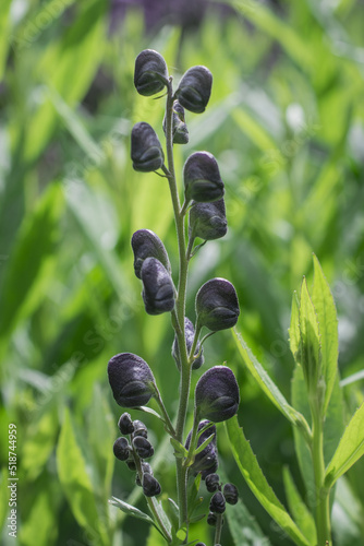 Aconitum Napellus, monk`s-hood, aconite or wolfsbane, plant Aconitum of the family Ranunculaceae. photo