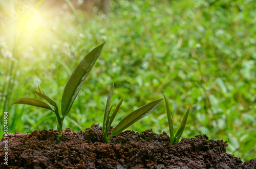 green plant