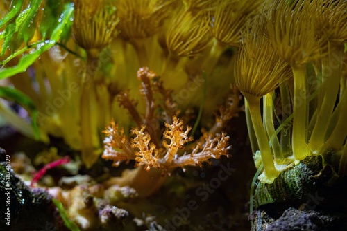 small twig of Kenya tree coral, big parazoanthus colony, yellow crust sea anemone polyps in strong current, healthy animals in nano reef marine aquarium, popular pet in LED actinic blue low light photo