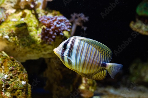 Desjardin's sailfin tang shine in live rock reef marine aquarium design, demanding species for experienced aquarist require care, popular pet in LED actinic blue low light, dark blurred background photo