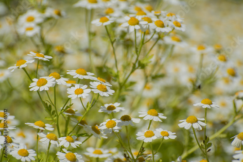 Chamomile field flowers border. Beautiful nature scene