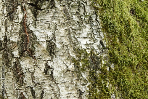 Birkenrinde mit Moos - Hintergrund