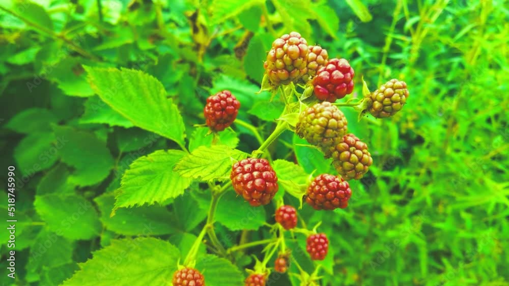 Fruits of raspberry and green leaves on a bush branch Fruits of raspberry and green leaves on a bush branch