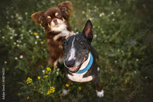 Canvas Print two adorable dogs posing together in summer, top view portrait with happy dogs