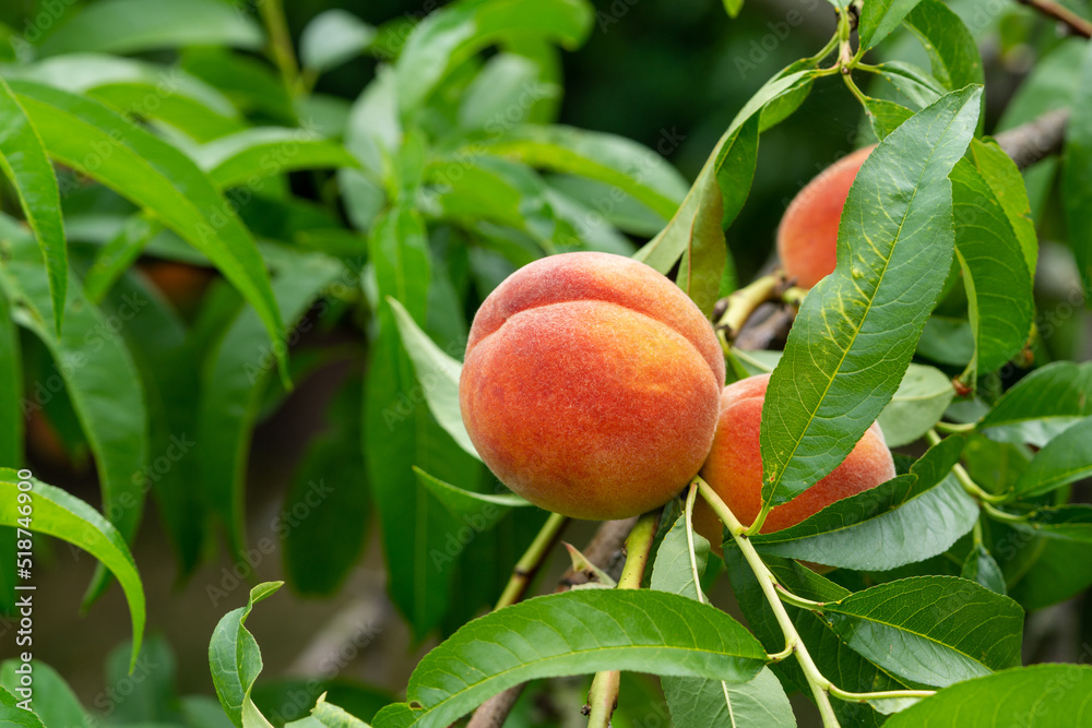 peach fruit on a peach tree peach fruit on a peach tree