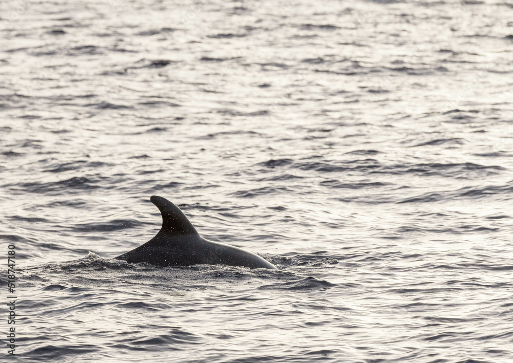 Fototapeta premium Delfin Finne