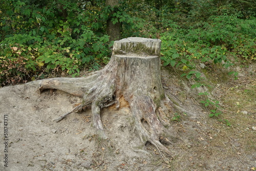 Alter Baumstumpf - Hintergrund