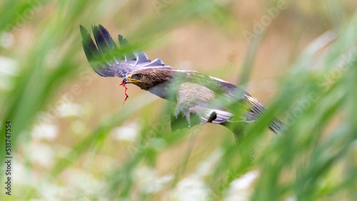 Schreiadler mit Beute photo