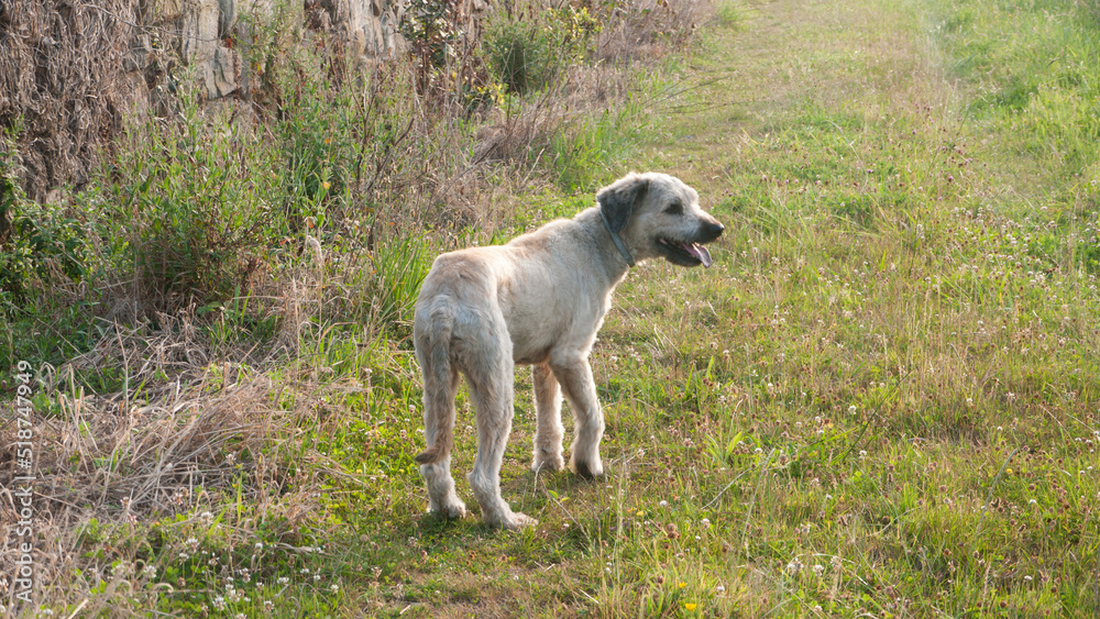 Perro gris de espaldas en camino rural Perro gris de espaldas en camino rural