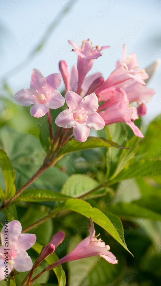 Fototapeta premium arbusto de flores rosas