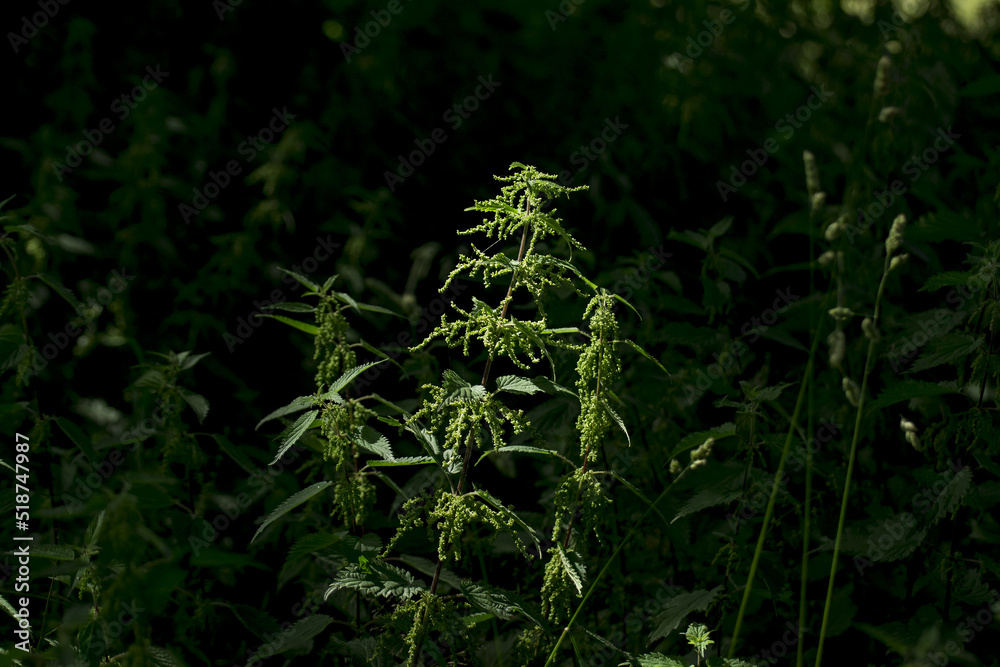 Close up of stinging nettle, a common weed Close up of stinging nettle, a common weed