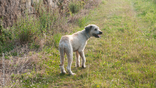 Perro gris de espaldas en camino rural 