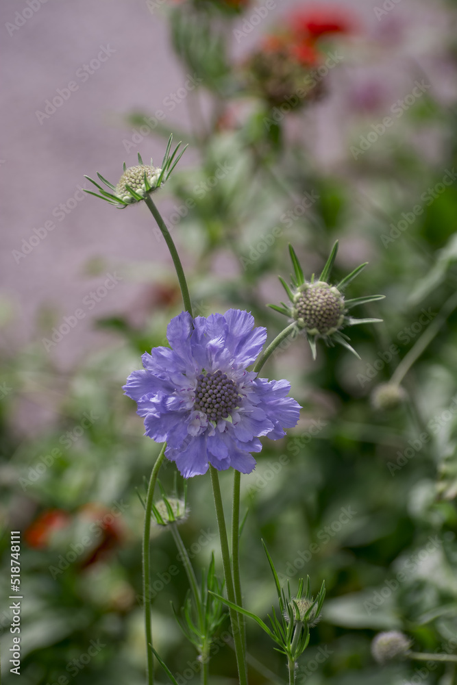 Close up purple, blue wildlife flower Knautia arvensis. Close up purple, blue wildlife flower Knautia arvensis.