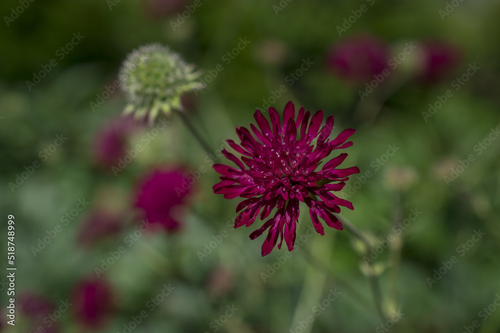 Close up purple, blue wildlife flower Knautia arvensis. Close up purple, blue wildlife flower Knautia arvensis.