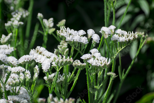 Closeup of a stem of pale yellow annual statice, Limonium sinuatum, photo