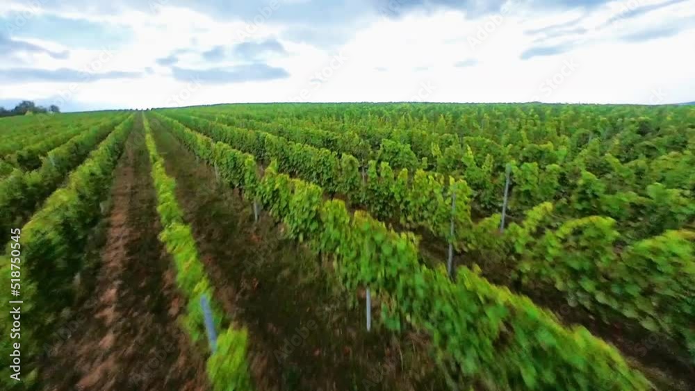 Flug über einen Weinberg / flight over a vineyard / FPV drone footage Flug über einen Weinberg / flight over a vineyard / FPV drone footage