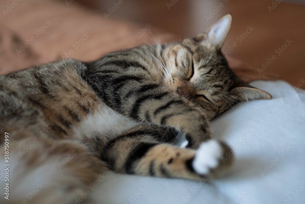 Katze Katze