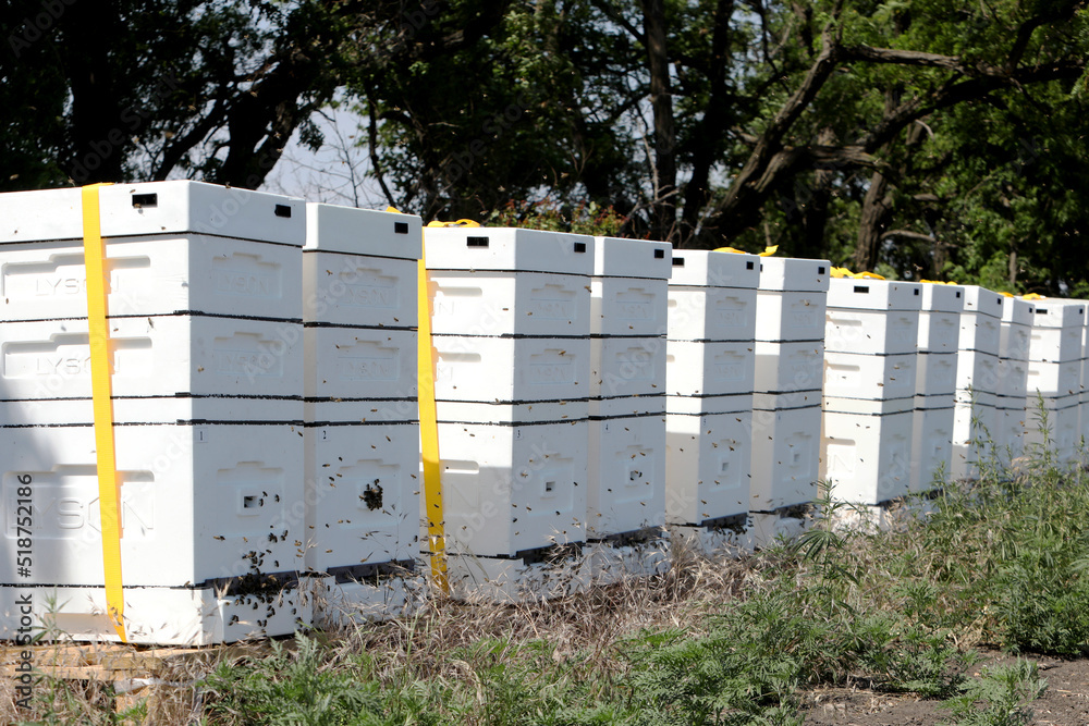 Unique apiary from polyfoam. New technology for growing bees. Honey bees. Ecological honey production.