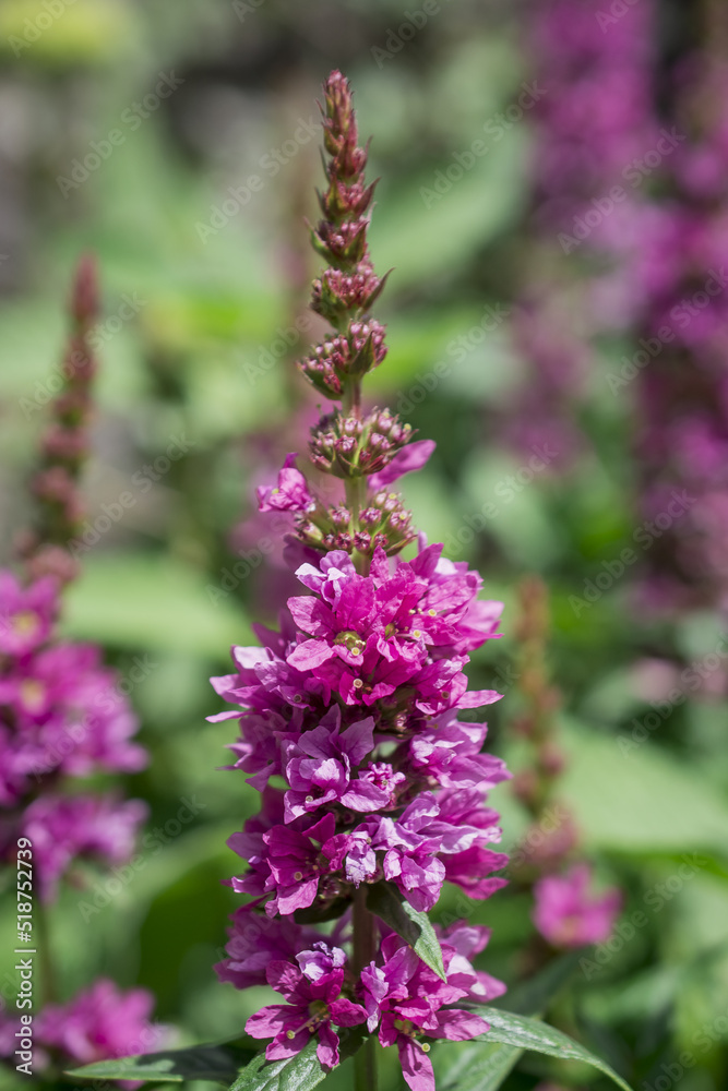 Purple Toadflax - Linaria purpurea .Tall Purple Flower Purple Toadflax - Linaria purpurea .Tall Purple Flower