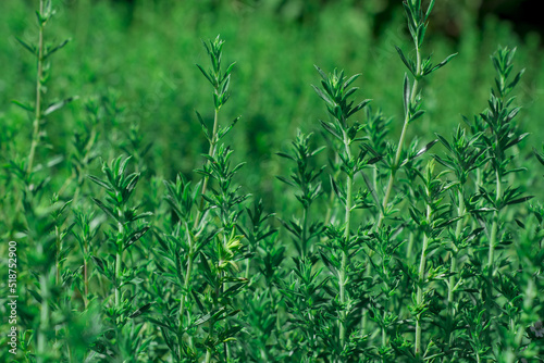 Fresh green thyme herbs growing in garden