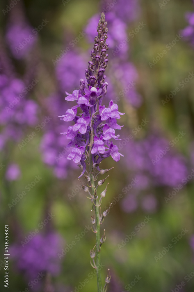 Purple Toadflax - Linaria purpurea .Tall Purple Flower Purple Toadflax - Linaria purpurea .Tall Purple Flower