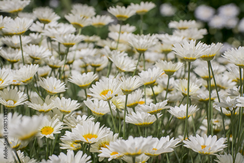 Wild chamomile on a meadow. Photo with shallow depth of field