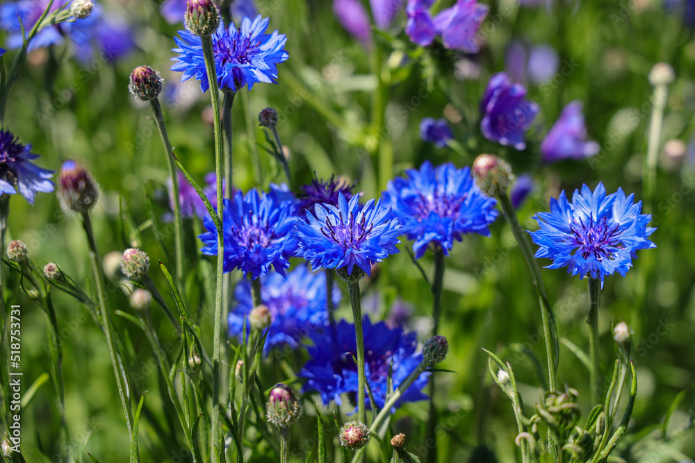 Obraz premium Centaurea cyanus, commonly known as cornflower or bachelor's button, is an annual flowering plant in the family Asteraceae native to Europe.