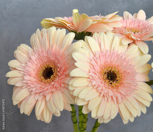 Pink gerbera daisy flower, spring nature beauty 