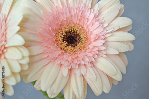 Fototapeta Naklejka Na Ścianę i Meble -  Pink gerbera daisy flower, spring nature beauty
