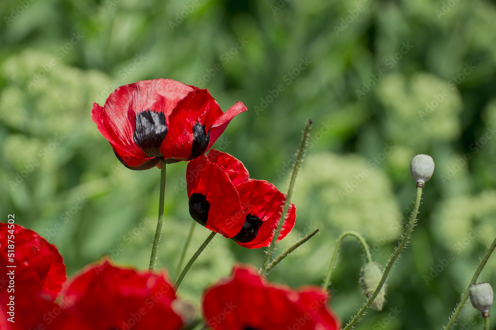 Obraz premium Flower of Papaver commutatum, Ladybird