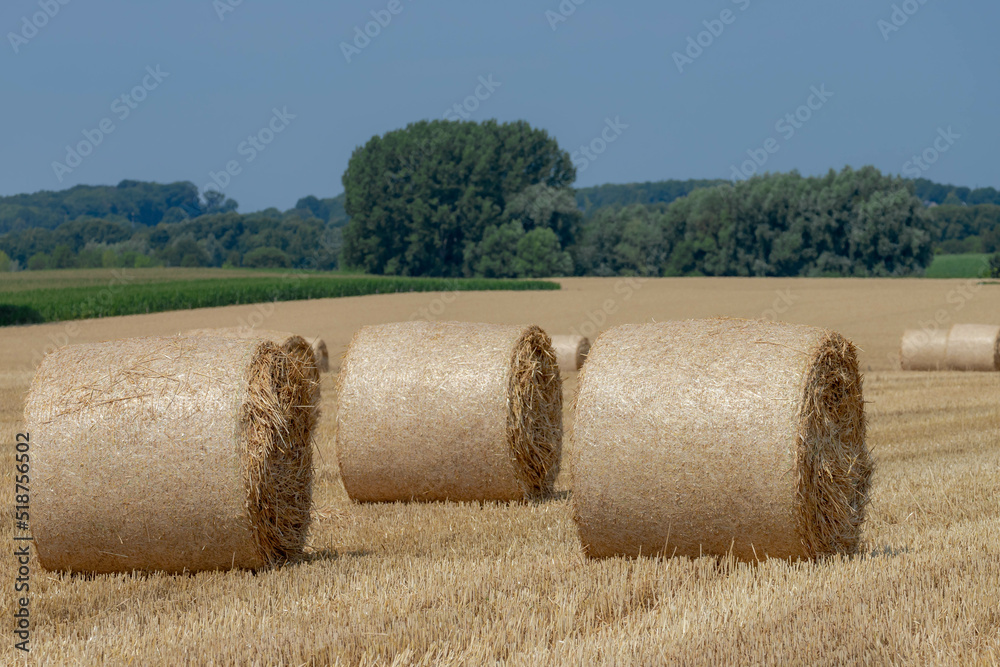 Rolled of barley hay on slope hilly farmland, Harvested straw bales, Livestock in the farm in summer, To keep to feed animals in the farm in winter, Countryside agriculture in Limburg, Netherlands.