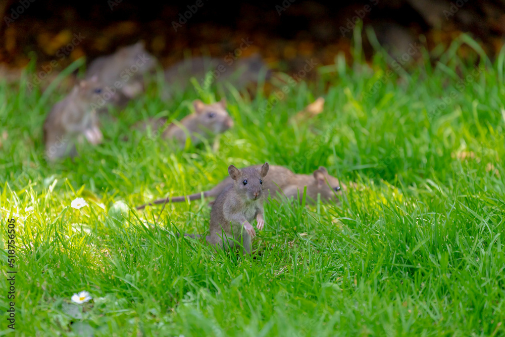 Selective focus a little wild rat with the group on green grass meadow in the park, Rats are various medium-sized and long-tailed rodents, A mouse is a small mammal characteristically mice. Selective focus a little wild rat with the group on green grass meadow in the park, Rats are various medium-sized and long-tailed rodents, A mouse is a small mammal characteristically mice.
