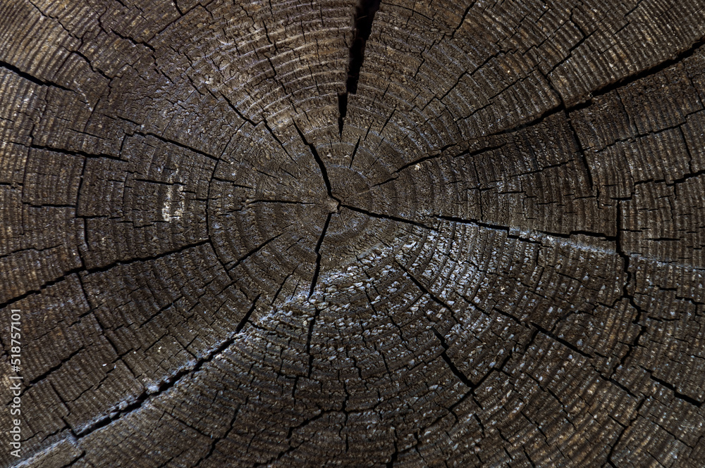 Cut wood texture. Rough organic tree rings with close up of end grain..