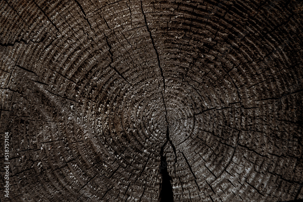 Fototapeta premium Cut wood texture. Rough organic tree rings with close up of end grain..