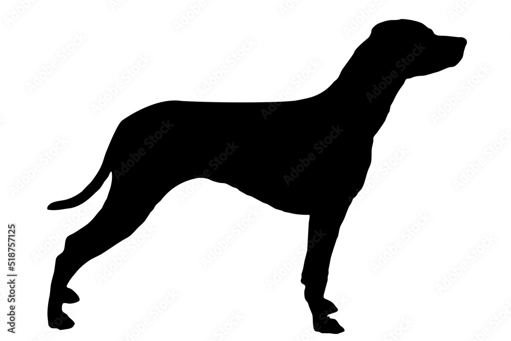 The silhouette of the Dalmatian's body, standing on the side The silhouette of the Dalmatian's body, standing on the side