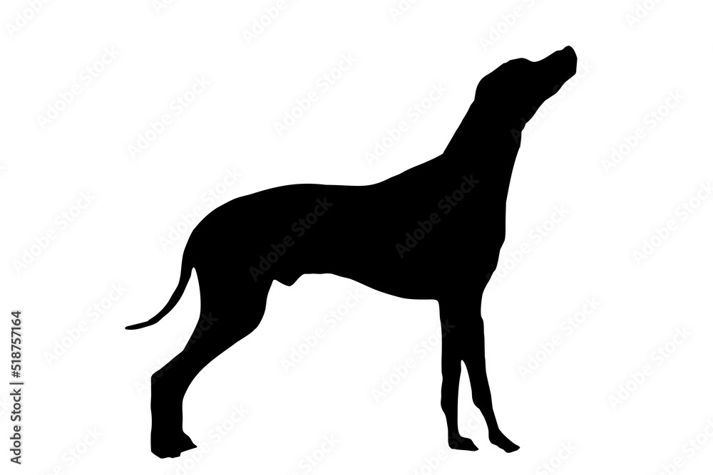 The silhouette of the Dalmatian's body, standing on the side