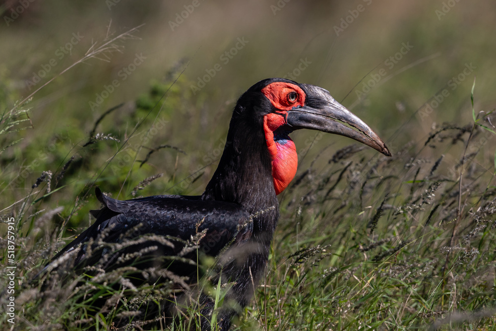 Fototapeta premium red billed hornbill feeding in long grass