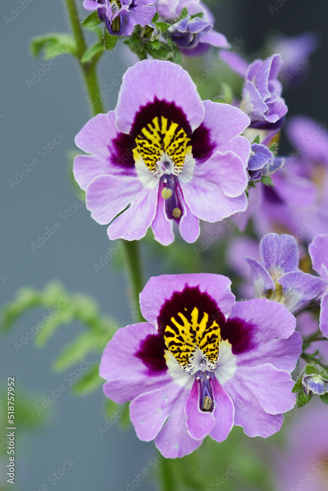 Butterfly Flower, schizanthus commonly called as Poor Man's Orchid, colorfull annual flowers blooming in the summer garden, ornamental plants concept Butterfly Flower, schizanthus commonly called as Poor Man's Orchid, colorfull annual flowers blooming in the summer garden, ornamental plants concept