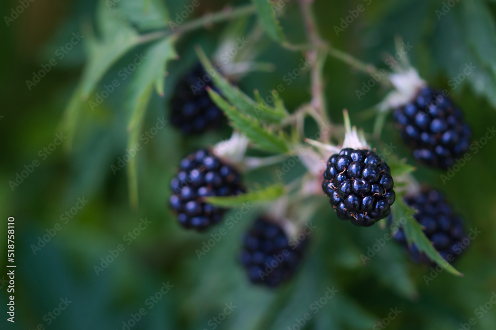 Blackberries fruit close up, large berries, ripe and juicy growing in the summer garden, green blurred background, self sufficiency and healthy food concept Blackberries fruit close up, large berries, ripe and juicy growing in the summer garden, green blurred background, self sufficiency and healthy food concept