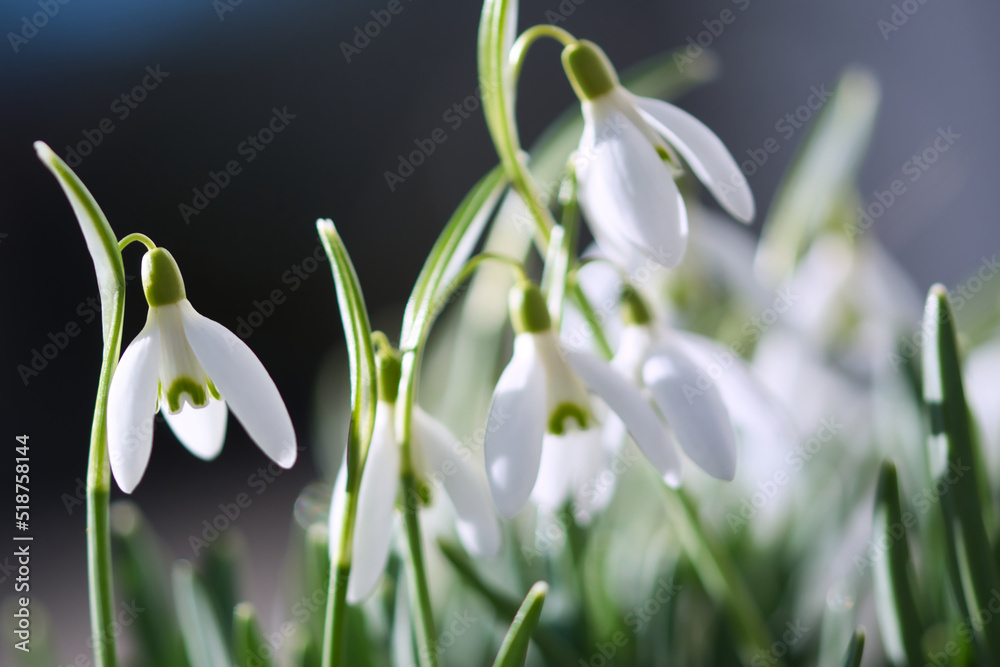 Snowdrop flowers in bloom close up, blooming in the sunshine in the spring garden, new life and hope concept Snowdrop flowers in bloom close up, blooming in the sunshine in the spring garden, new life and hope concept