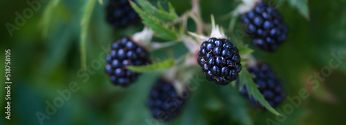 Blackberries fruit close up, large berries, ripe and juicy growing in the summer garden, green blurred background, self sufficiency and healthy food concept
