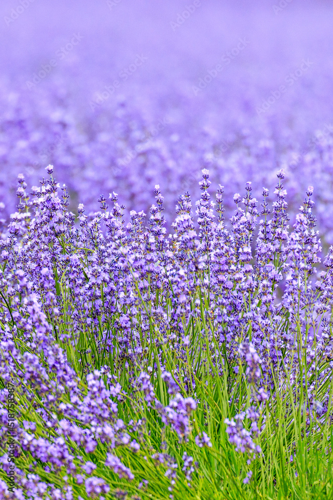 Naklejka premium 北海道南上富良野町、夏を彩る満開のラベンダー【7月】